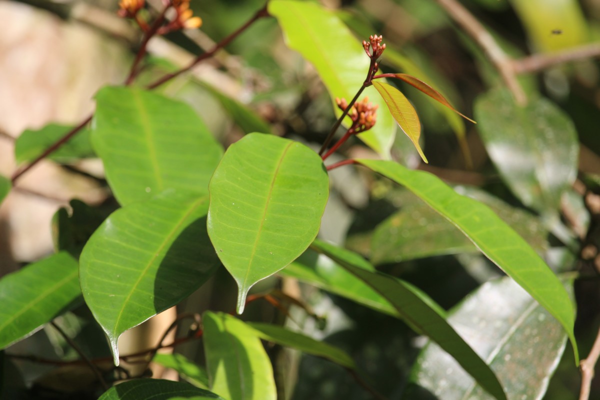 Cleghornia acuminata Wight